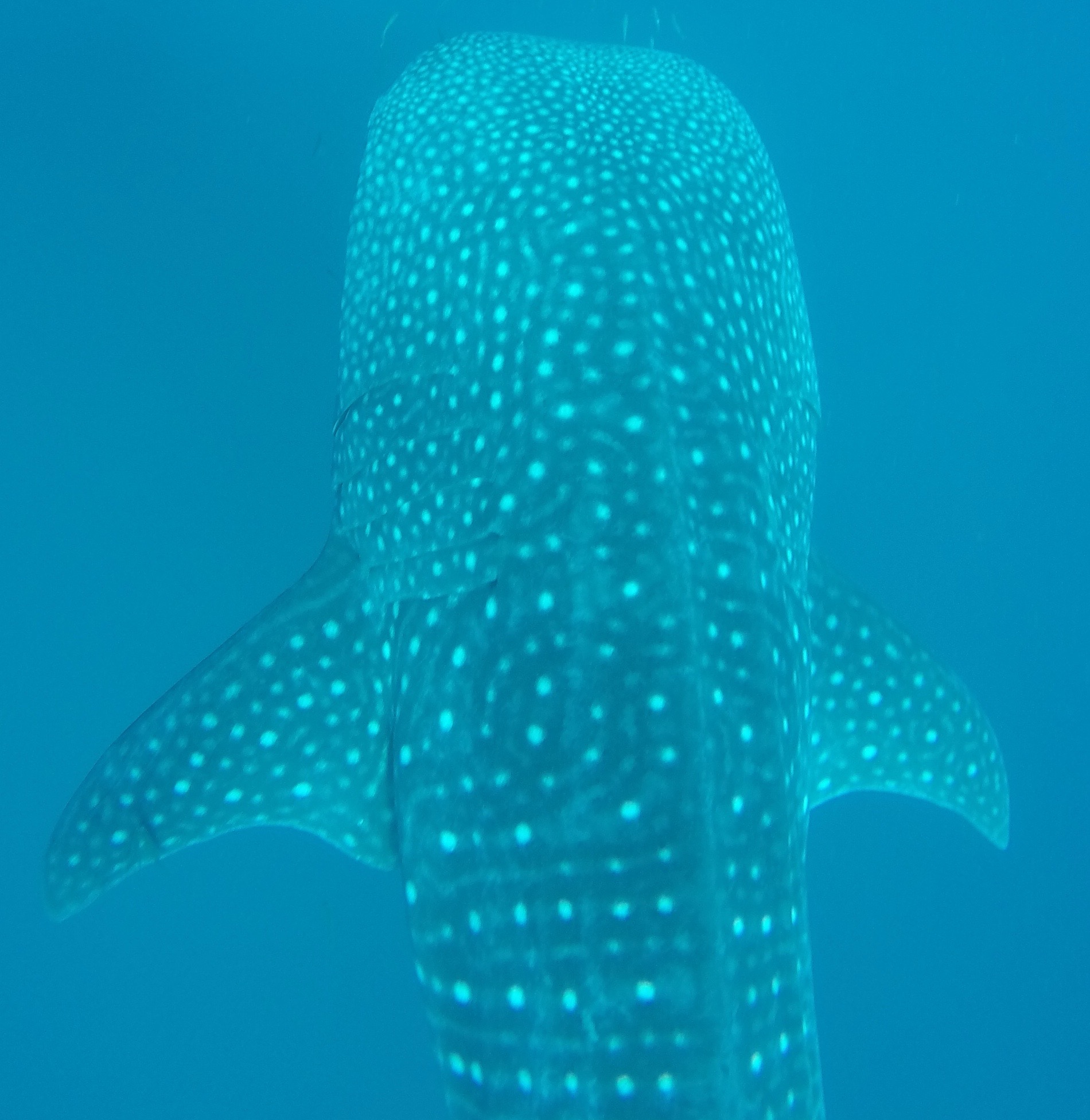 Whales sharks and manta rays in Mozambique with Bitonga Adventures
